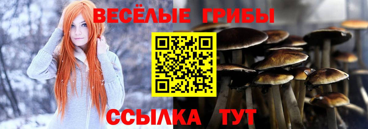Галлюциногенные грибы Psilocybe  Вход с VPN  что такое наркотик  Стерлитамак 